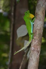 Lyriocephalus scutatus