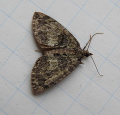 Hydriomena renunciata