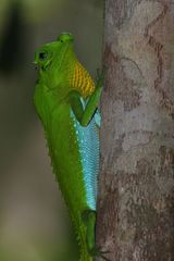 Lyriocephalus scutatus