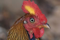 Gallus lafayettii