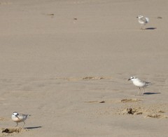 Charadrius marginatus arenaceus