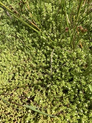 Crassula helmsii