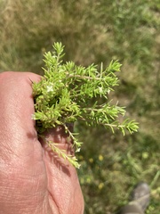 Crassula helmsii