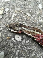 Vipera seoanei