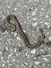 Vipera seoanei