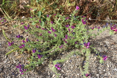 Echium sabulicola