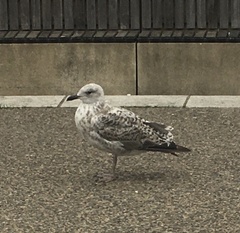 Larus argentatus