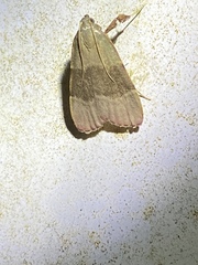 Basacallis tarachodes