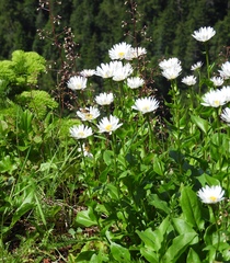 Erigeron howellii