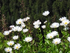 Erigeron howellii