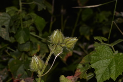 Hibiscus diversifolius diversifolius