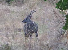 Tragelaphus imberbis