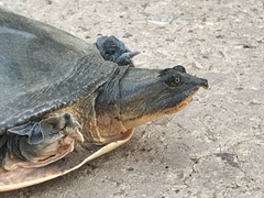 Cycloderma frenatum