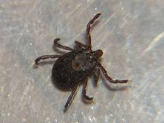 Dermacentor occidentalis