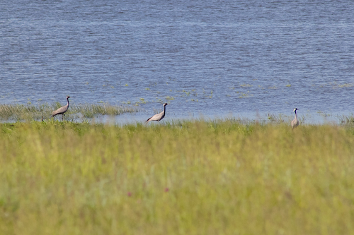 Demoiselle Crane (Grus virgo), photo 10