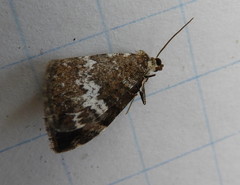 Perizoma alchemillata