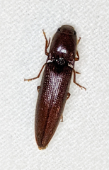 Dicrepidius palmatus