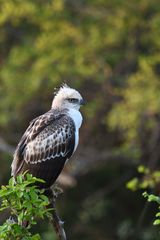 Nisaetus cirrhatus ceylanensis