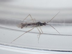 Dicyphus errans