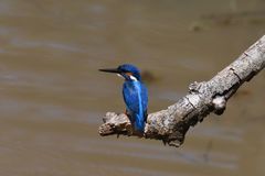 Alcedo atthis taprobana
