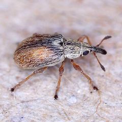Malvapion malvae