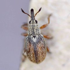 Malvapion malvae