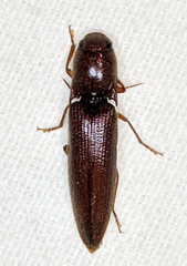 Dicrepidius palmatus