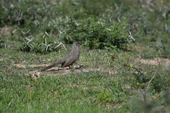 Taccocua leschenaultii