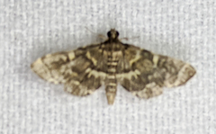 Anageshna