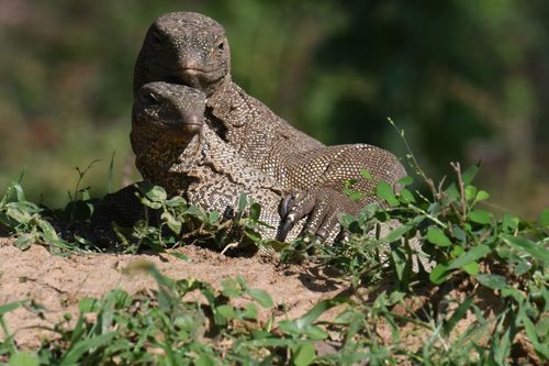 Bengal Monitor, photo 5 of 8
