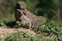Bengal Monitor photo 5