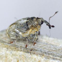 Microplontus rugulosus