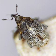 Microplontus rugulosus