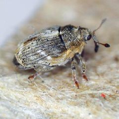 Microplontus rugulosus