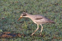 Esacus recurvirostris