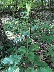 Cardiocrinum