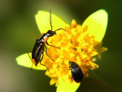 Malachius horni