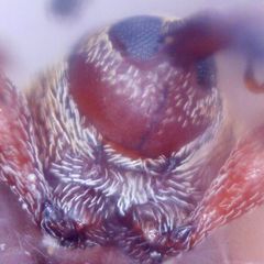Dorytomus rufatus