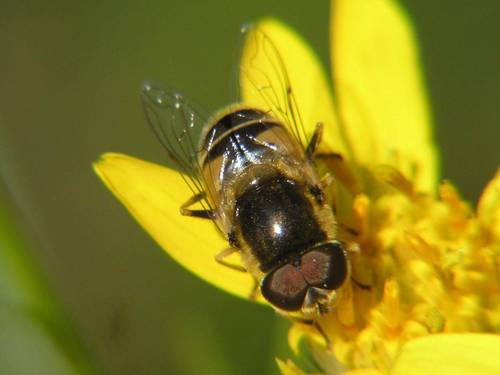 Orange-spined Drone Fly photo 3