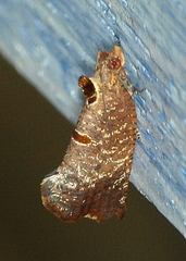 Glyphidoptera insignana