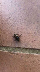 Nicrophorus interruptus