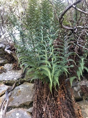 Dryopteris pallida