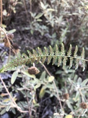 Dryopteris pallida