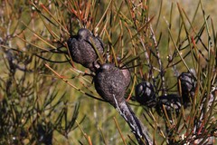 Hakea actites
