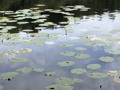 Nuphar pumila