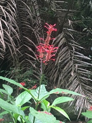 Odontonema