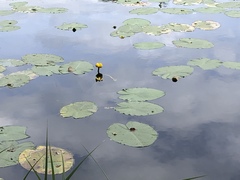 Nuphar pumila