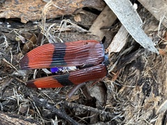 Temognatha westwoodi