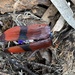 Temognatha westwoodi - Photo (c) Loxley Fedec, algunos derechos reservados (CC BY-NC), subido por Loxley Fedec