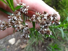 Ixodia achillaeoides